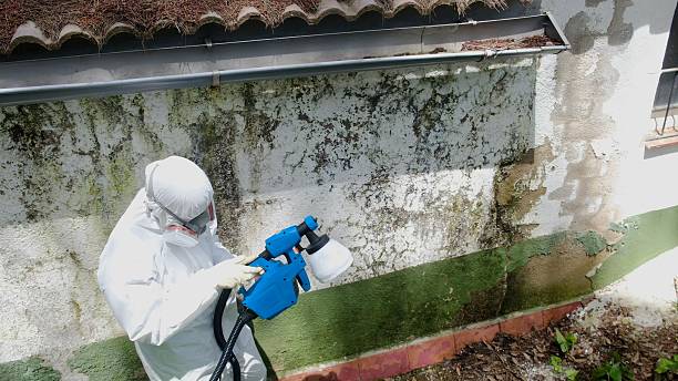 Top rated local Mold Remediation specialists in Emporia, VA